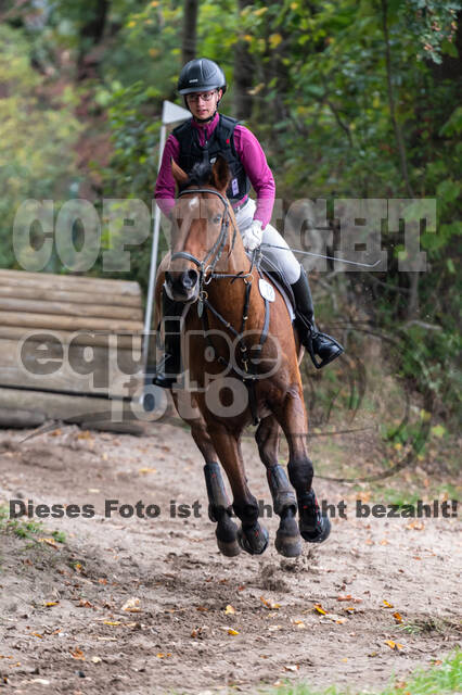 Goldene Schärpe 2020 - Pferde