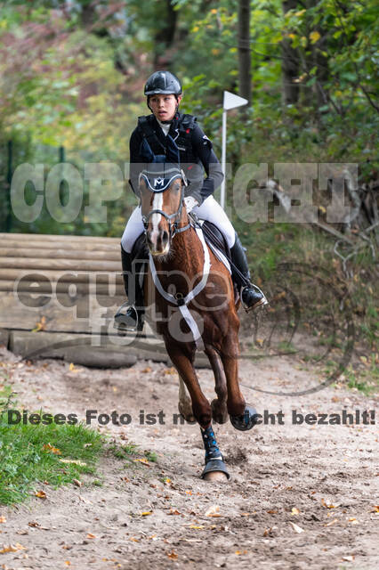 Goldene Schärpe 2020 - Pferde