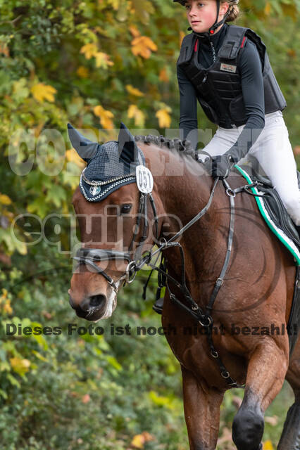 Goldene Schärpe 2020 - Pferde