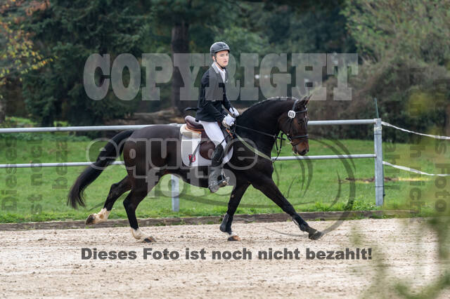 Goldene Schärpe 2020 - Pferde