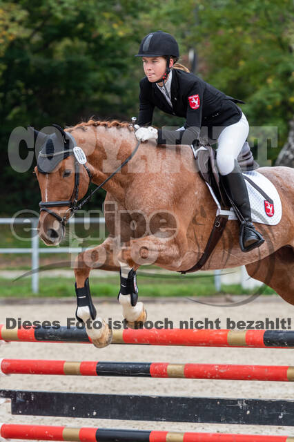 Goldene Schärpe 2020 - Pferde