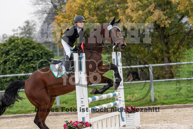 Goldene Schärpe 2020 - Pferde