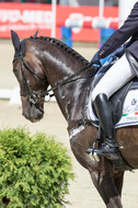 FEI European Championship