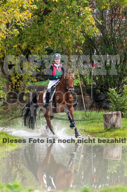 Goldene Schärpe 2020 - Pferde