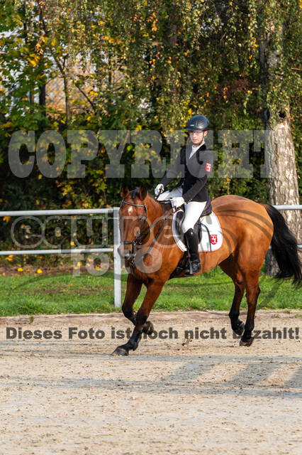 Goldene Schärpe 2020 - Pferde