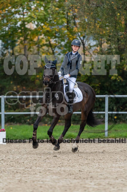 Goldene Schärpe 2020 - Pferde