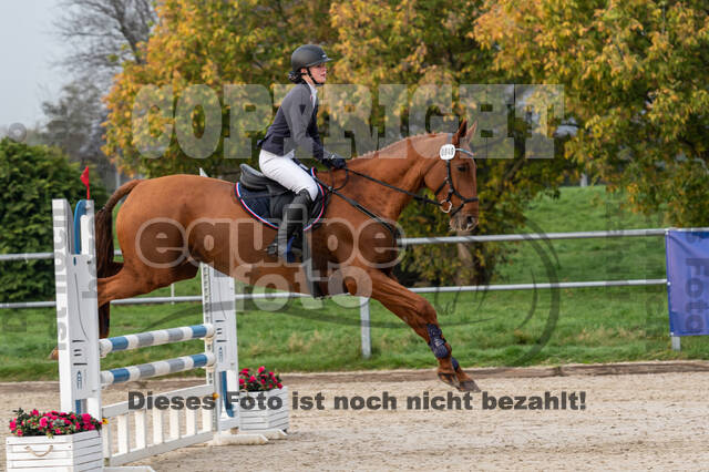 Goldene Schärpe 2020 - Pferde