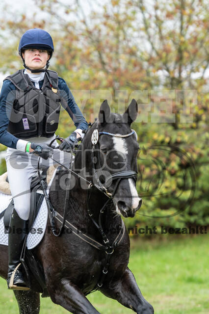 Goldene Schärpe 2020 - Pferde