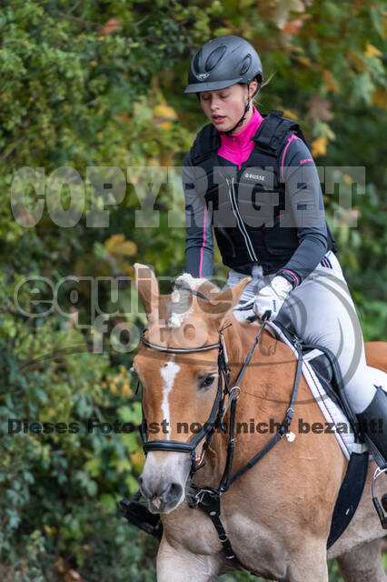 Goldene Schärpe 2020 - Pferde