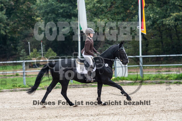 Goldene Schärpe 2020 - Pferde