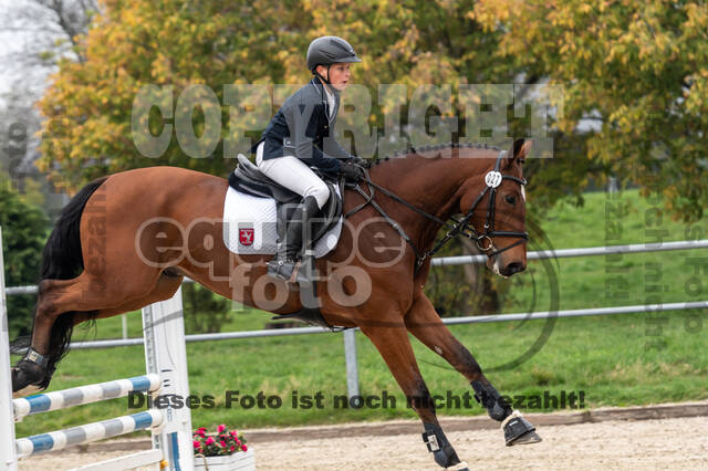 Goldene Schärpe 2020 - Pferde