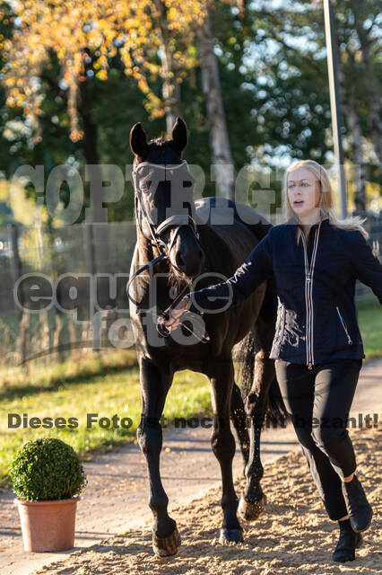 Deutsche Meisterschaft Vielseitigkeit (Luhmühlen)