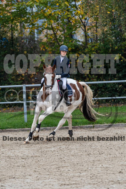 Goldene Schärpe 2020 - Pferde