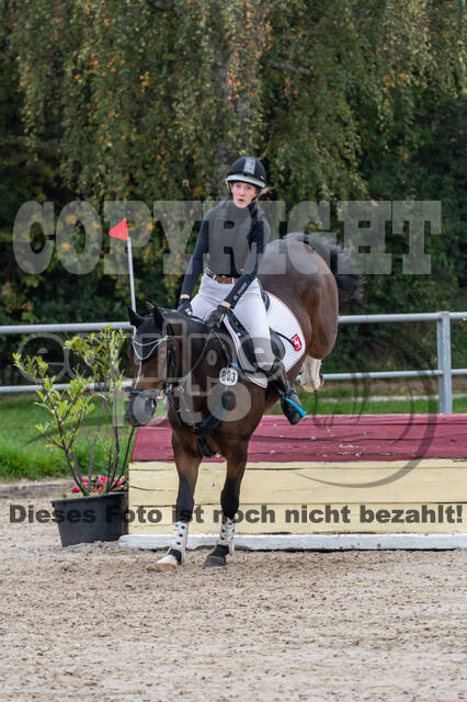 Goldene Schärpe 2020 - Pferde