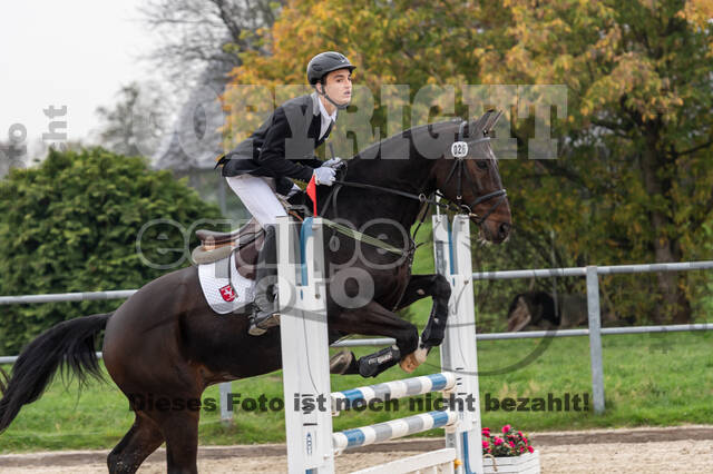 Goldene Schärpe 2020 - Pferde