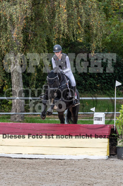 Goldene Schärpe 2020 - Pferde