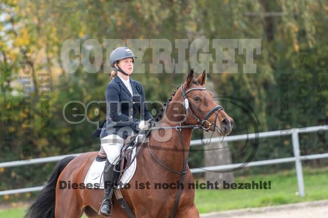 Goldene Schärpe 2020 - Pferde