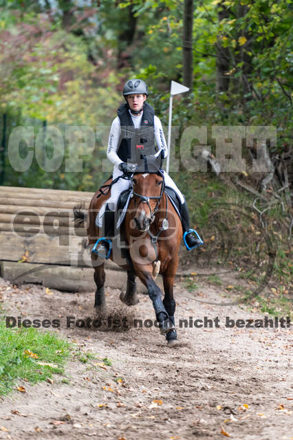 Goldene Schärpe 2020 - Pferde