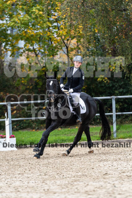 Goldene Schärpe 2020 - Pferde