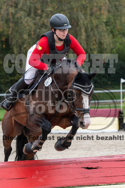 Goldene Schärpe 2020 - Pferde