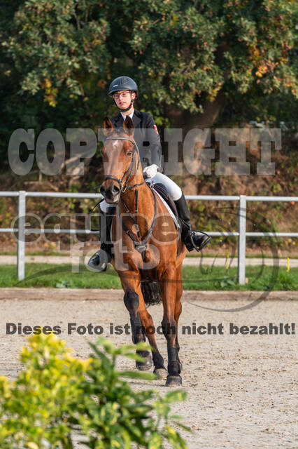Goldene Schärpe 2020 - Pferde