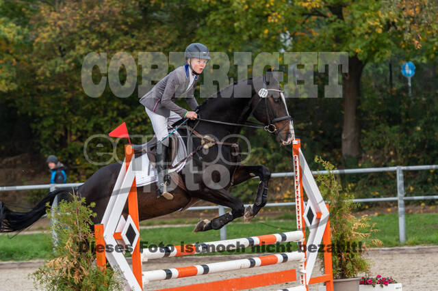 Goldene Schärpe 2020 - Pferde