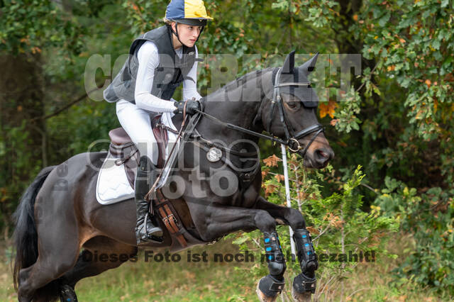 Goldene Schärpe 2020 - Pferde