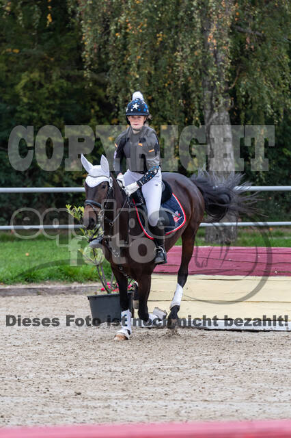 Goldene Schärpe 2020 - Pferde