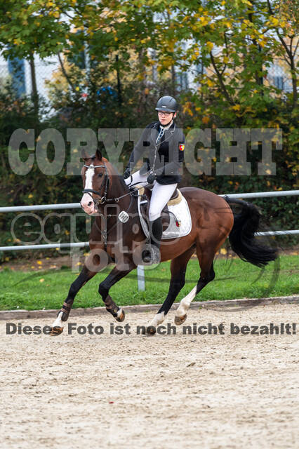 Goldene Schärpe 2020 - Pferde