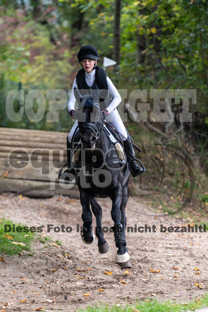 Goldene Schärpe 2020 - Pferde