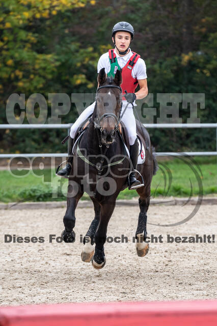 Goldene Schärpe 2020 - Pferde