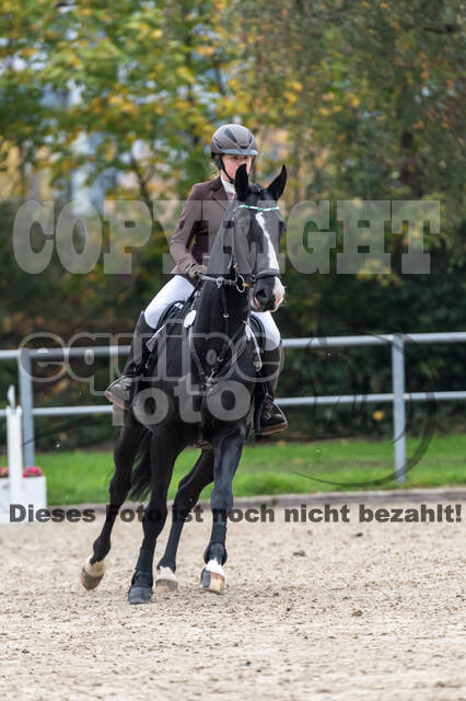 Goldene Schärpe 2020 - Pferde