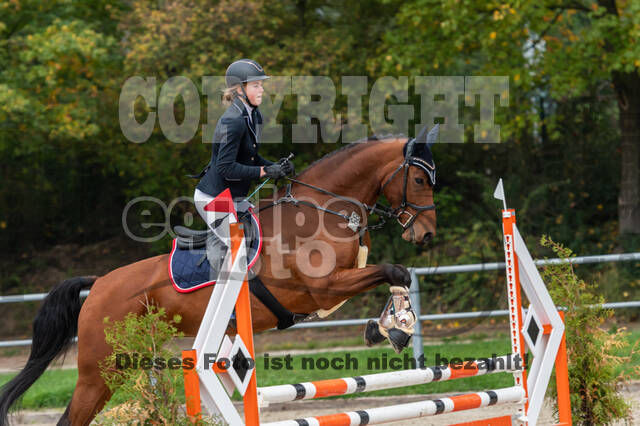 Goldene Schärpe 2020 - Pferde