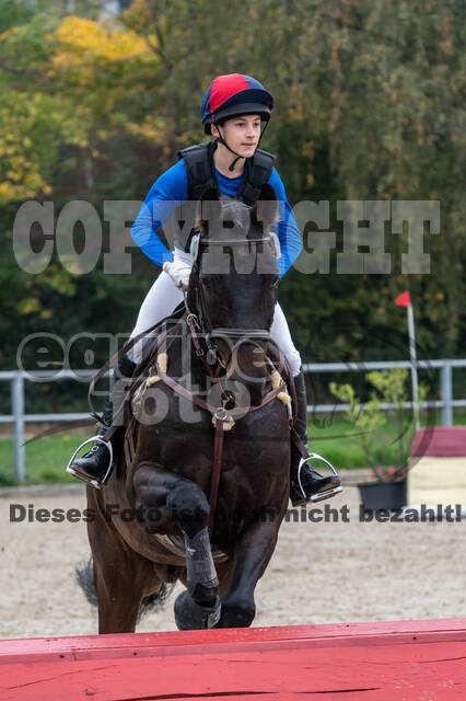 Goldene Schärpe 2020 - Pferde