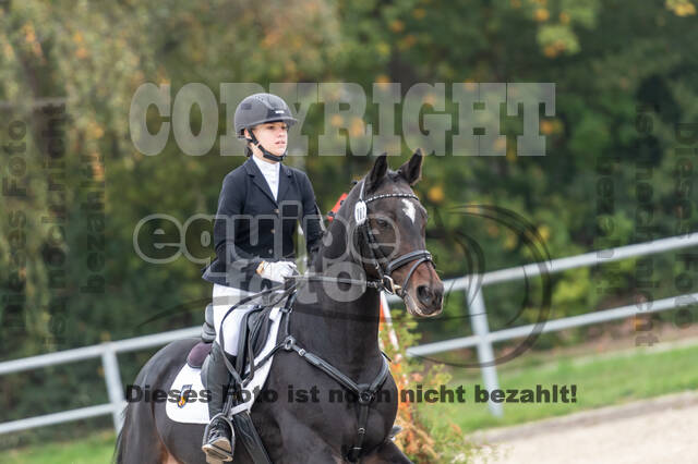 Goldene Schärpe 2020 - Pferde