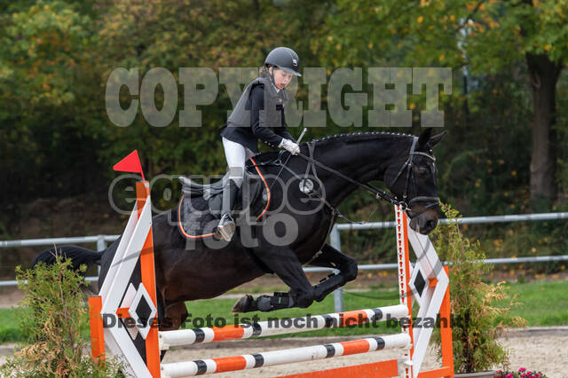 Goldene Schärpe 2020 - Pferde