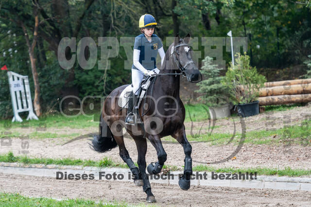 Goldene Schärpe 2020 - Pferde