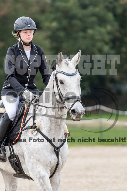 Goldene Schärpe 2020 - Pferde