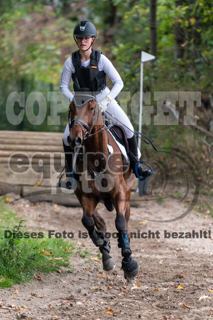 Goldene Schärpe 2020 - Pferde