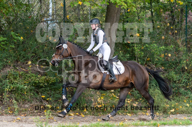 Goldene Schärpe 2020 - Pferde