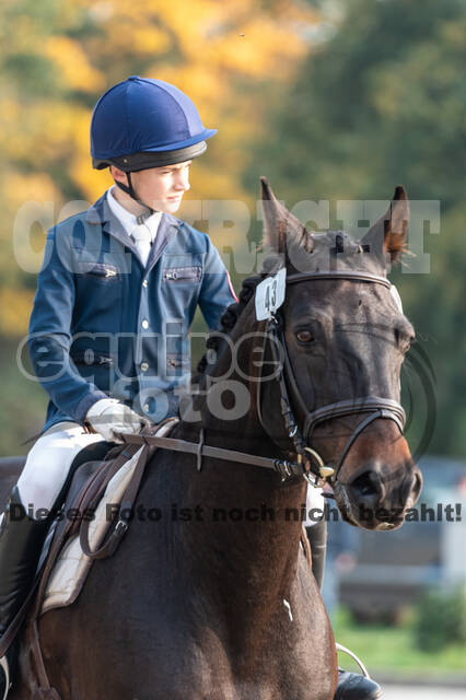 Goldene Schärpe 2020 - Pferde