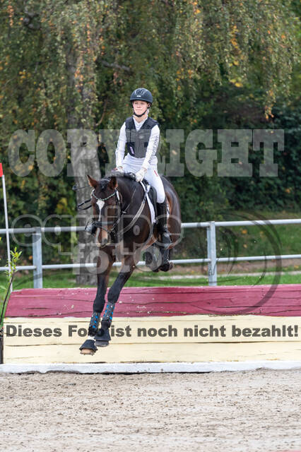 Goldene Schärpe 2020 - Pferde