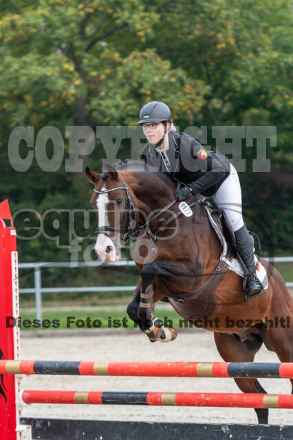 Goldene Schärpe 2020 - Pferde