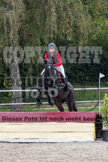 Goldene Schärpe 2020 - Pferde