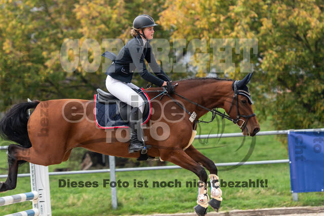 Goldene Schärpe 2020 - Pferde