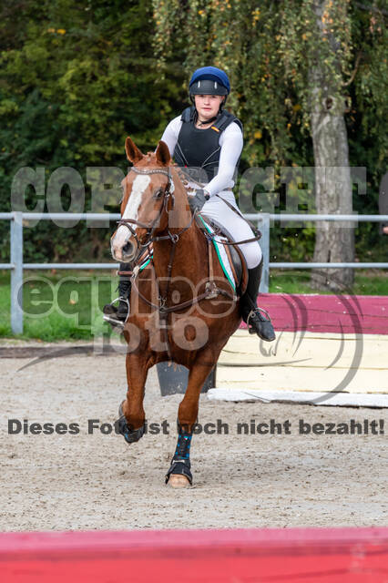 Goldene Schärpe 2020 - Pferde