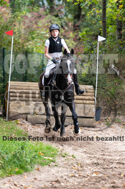 Goldene Schärpe 2020 - Pferde