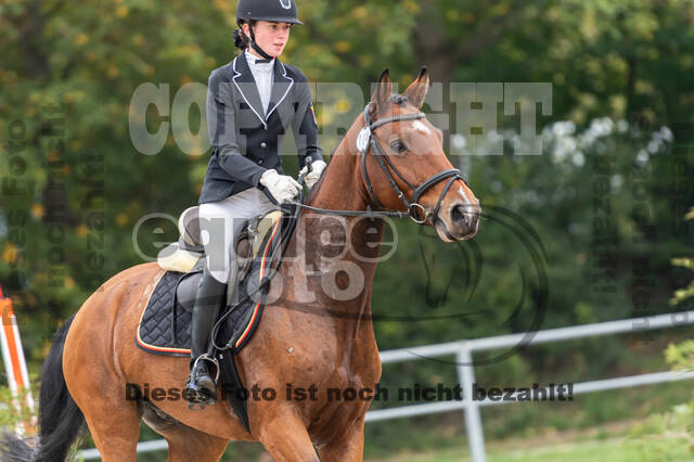 Goldene Schärpe 2020 - Pferde