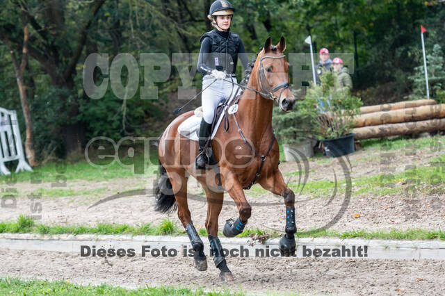 Goldene Schärpe 2020 - Pferde