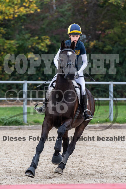 Goldene Schärpe 2020 - Pferde